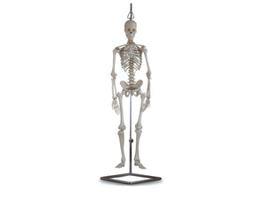 Mini Human Skeleton 80cm 1/2 scale - My Podiatry
