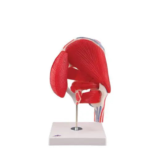 Coxofemoral joint, 7 pieces - Anatomy and pathology - My Podologie