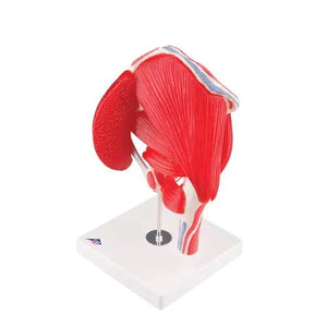 Coxofemoral joint, 7 pieces - Anatomy and pathology - My Podologie