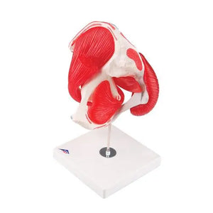 Coxofemoral joint, 7 pieces - Anatomy and pathology - My Podologie