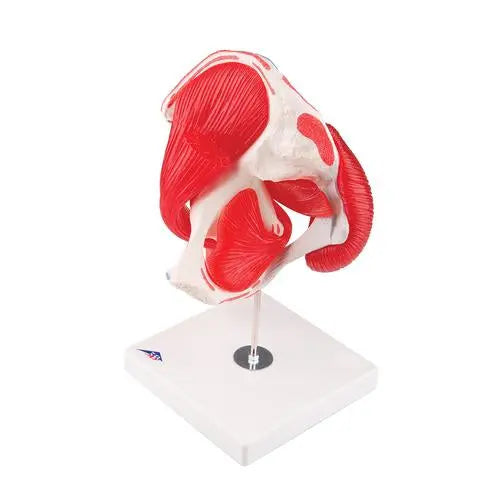 Coxofemoral joint, 7 pieces - Anatomy and pathology - My Podologie
