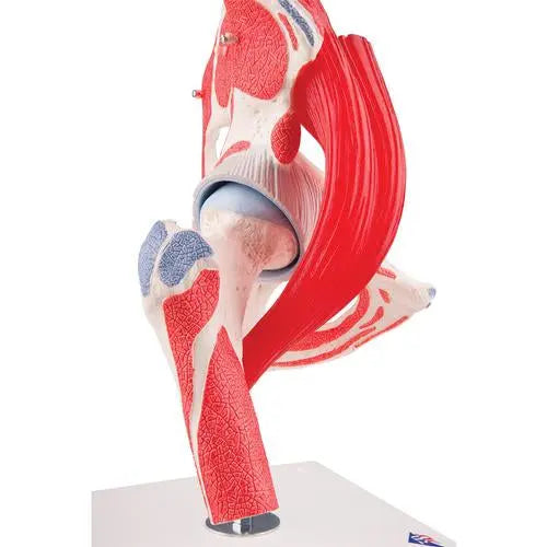 Coxofemoral joint, 7 pieces - Anatomy and pathology - My Podologie