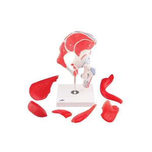 Coxofemoral joint, 7 pieces - Anatomy and pathology - My Podologie