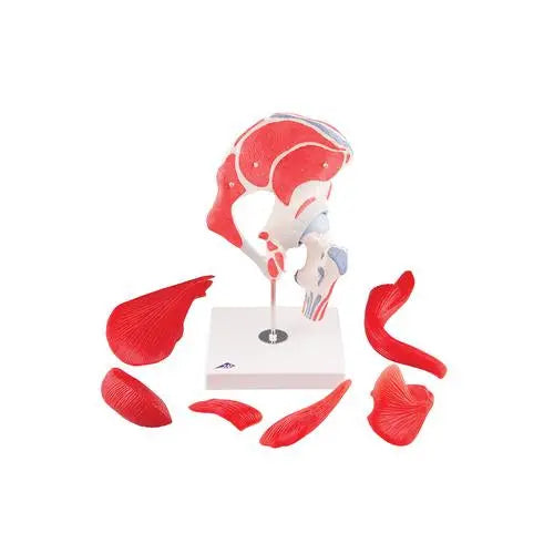 Coxofemoral joint, 7 pieces - Anatomy and pathology - My Podologie
