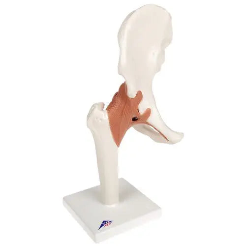 Hip joint - Functional model - Anatomy and pathology - My Podiatry