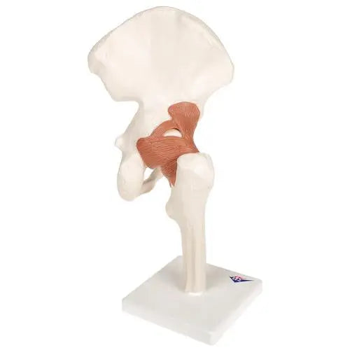 Hip joint - Functional model - Anatomy and pathology - My Podiatry