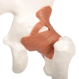 Hip joint - Functional model - Anatomy and pathology - My Podiatry