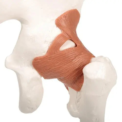 Hip joint - Functional model - Anatomy and pathology - My Podiatry