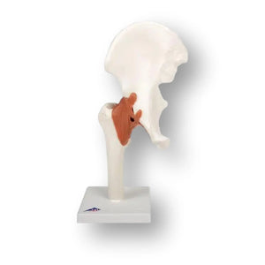 Hip joint - Functional model - Anatomy and pathology - My Podiatry