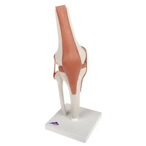 Knee joint - Functional model - Anatomy and pathology - My Podology