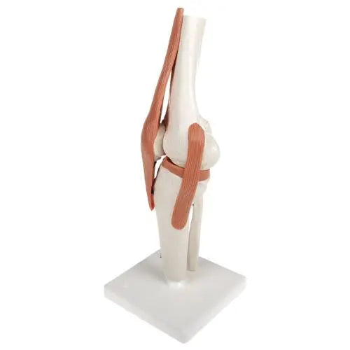 Knee joint - Functional model - Anatomy and pathology - My Podology