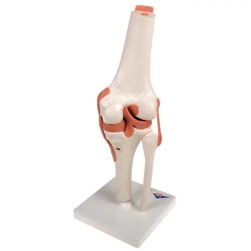 Knee joint - Functional model - Anatomy and pathology - My Podology