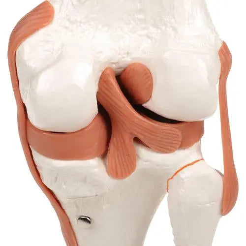 Knee joint - Functional model - Anatomy and pathology - My Podology