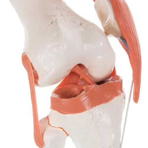 Knee joint - Functional model - Anatomy and pathology - My Podology