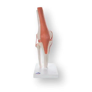 Knee joint - Functional model - Anatomy and pathology - My Podology
