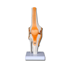 Articulación de la rodilla - Mi Podología