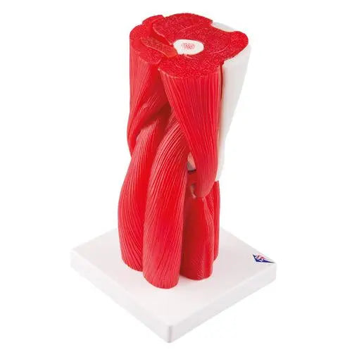 Knee joint, in 12 pieces - Anatomy and pathology - My Podology
