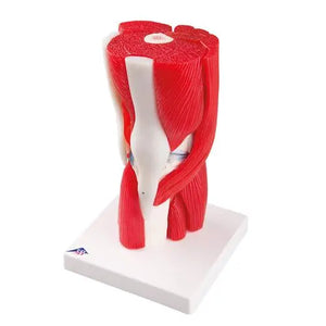 Knee joint, in 12 pieces - Anatomy and pathology - My Podology