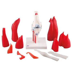 Knee joint, in 12 pieces - Anatomy and pathology - My Podology