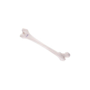 Femur - Anatomy and pathology - My Podiatry