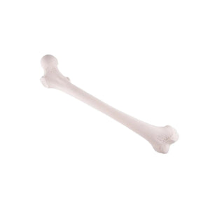 Femur - Anatomy and pathology - My Podiatry