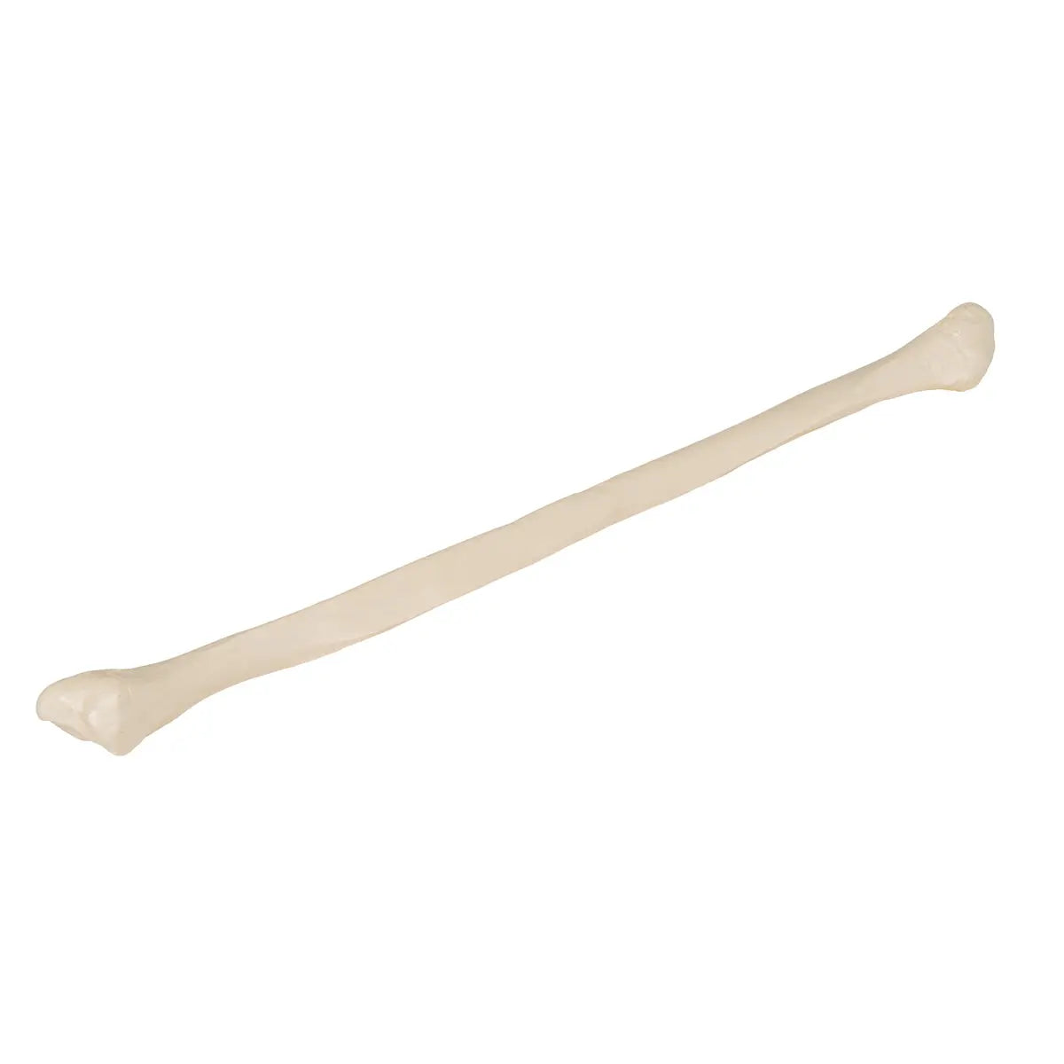 Fibula - Anatomy and pathology - My Podiatry