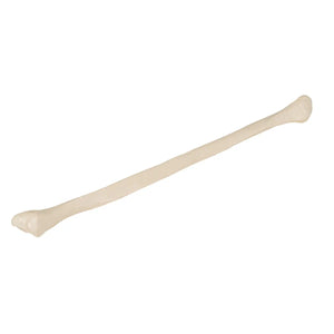 Fibula - Anatomy and pathology - My Podiatry