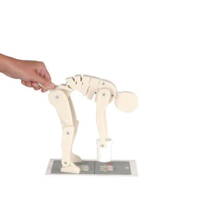 Demonstration figure - Lift correctly - Anatomy and pathology - My Podiatry