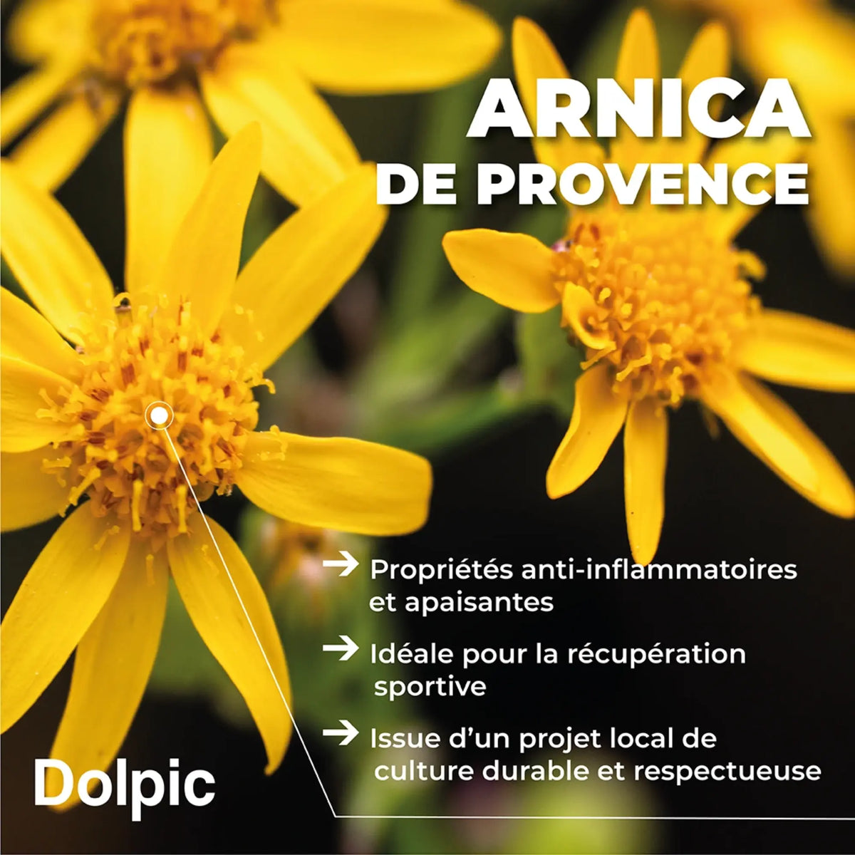 Massage oil - 100 ml - Dolpic Dolpic 