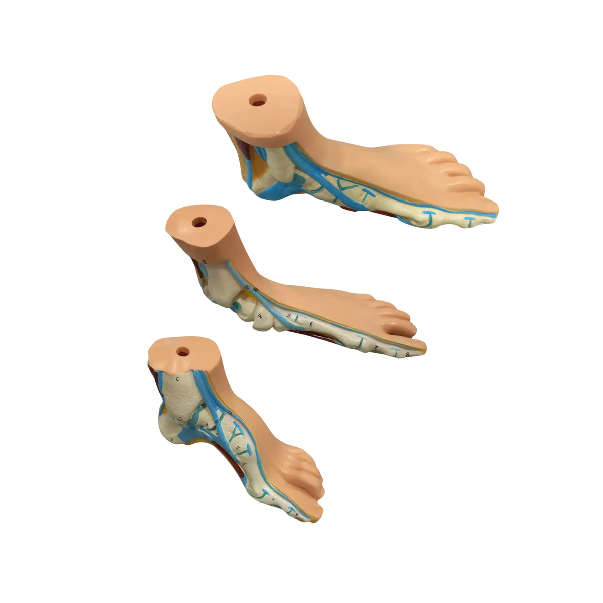 Set of 3 anatomical feet My Podologie 
