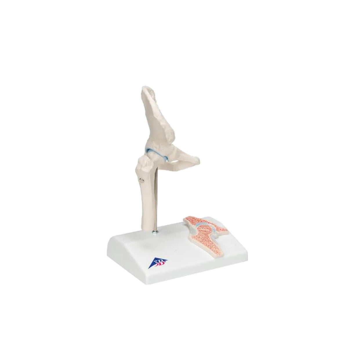 Mini hip joint with cross section, on base - Anatomy and pathology - My Podologie
