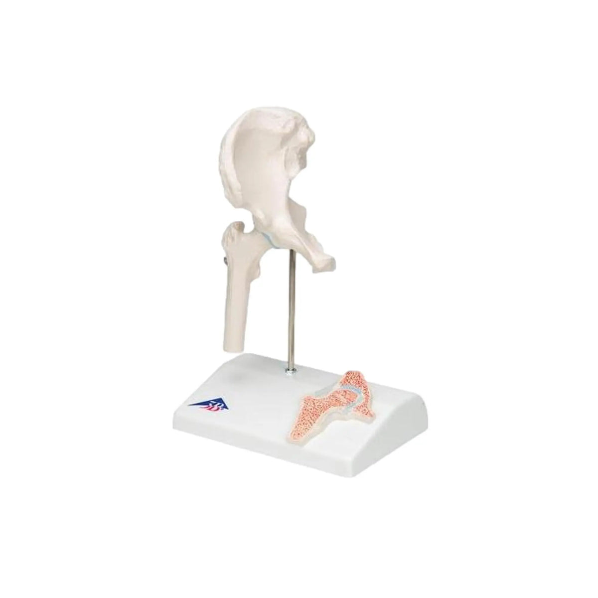 Mini hip joint with cross section, on base - Anatomy and pathology - My Podologie