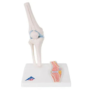 Mini knee joint with cross section, on base - Anatomy and pathology - My Podiatry