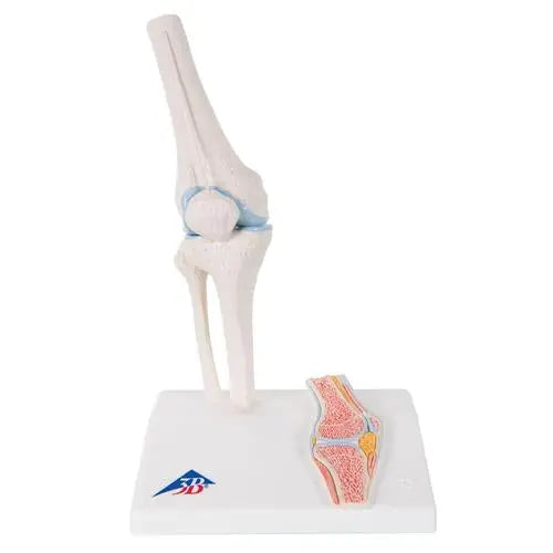 Mini knee joint with cross section, on base - Anatomy and pathology - My Podiatry
