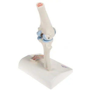 Mini knee joint with cross section, on base - Anatomy and pathology - My Podiatry