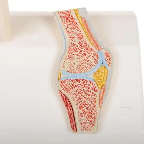 Mini knee joint with cross section, on base - Anatomy and pathology - My Podiatry
