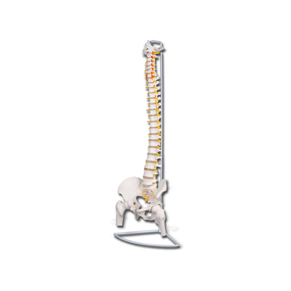 Spine model with femoral heads - My Podology