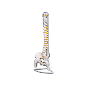 Spine model with femoral heads - My Podology