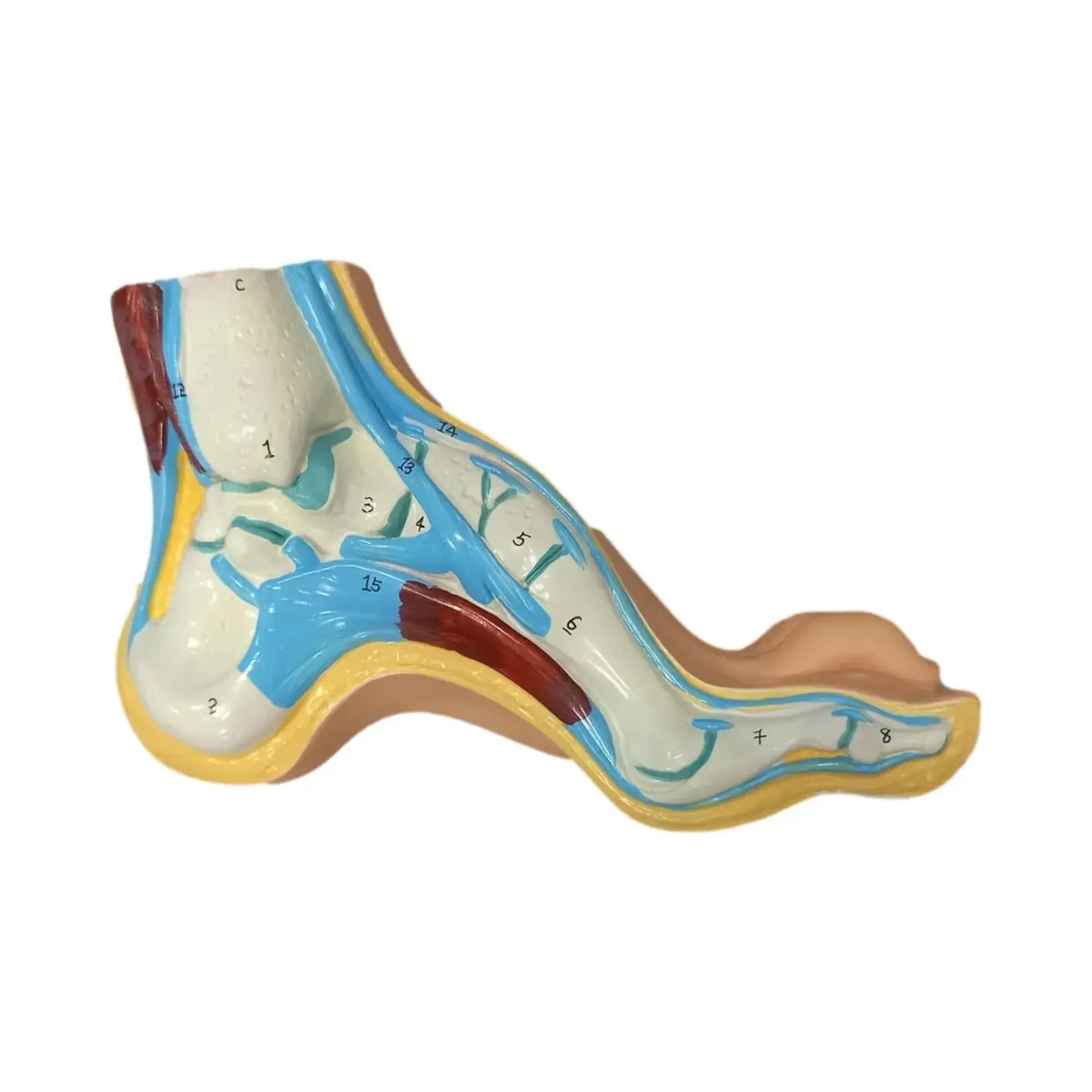 Hollow foot model - Herbitas Herbitas 
