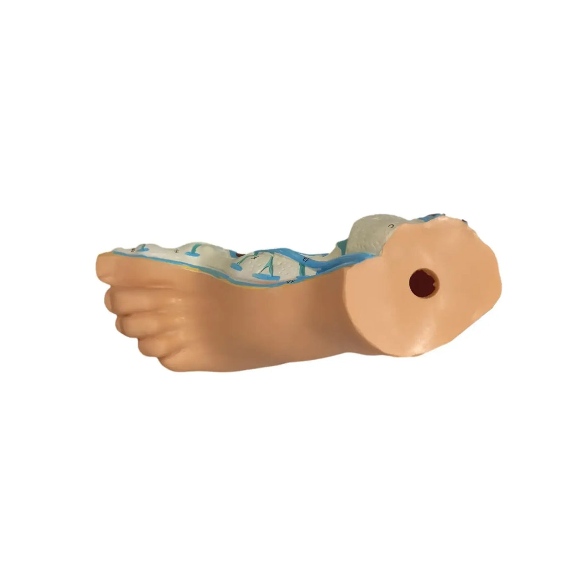 Hollow foot model - Herbitas Herbitas 