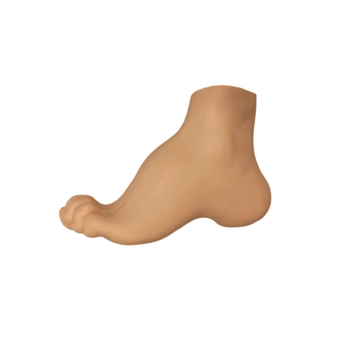 Hollow foot model - Herbitas Herbitas 