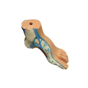 Hollow foot model - Herbitas Herbitas 