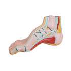 Hollow foot model - Ruck