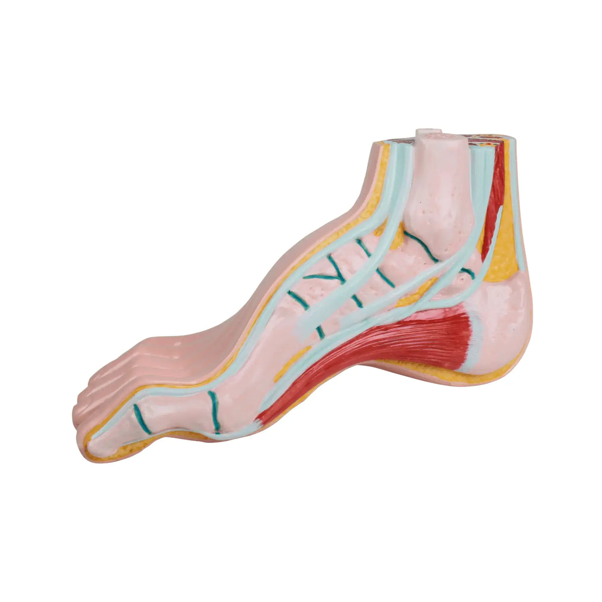 Hollow foot model - Ruck Ruck 