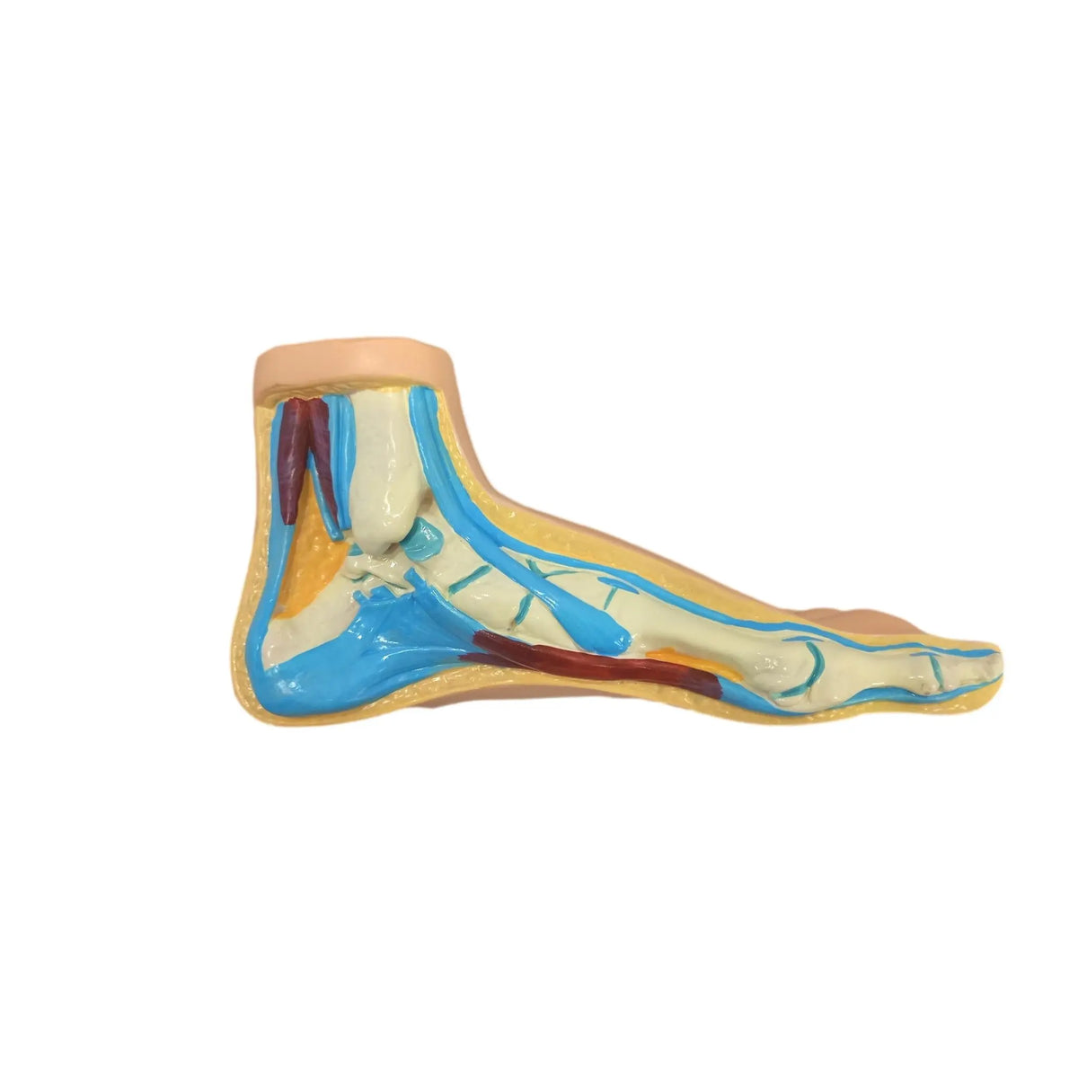 Physiological foot model - Herbitas - My Podiatry