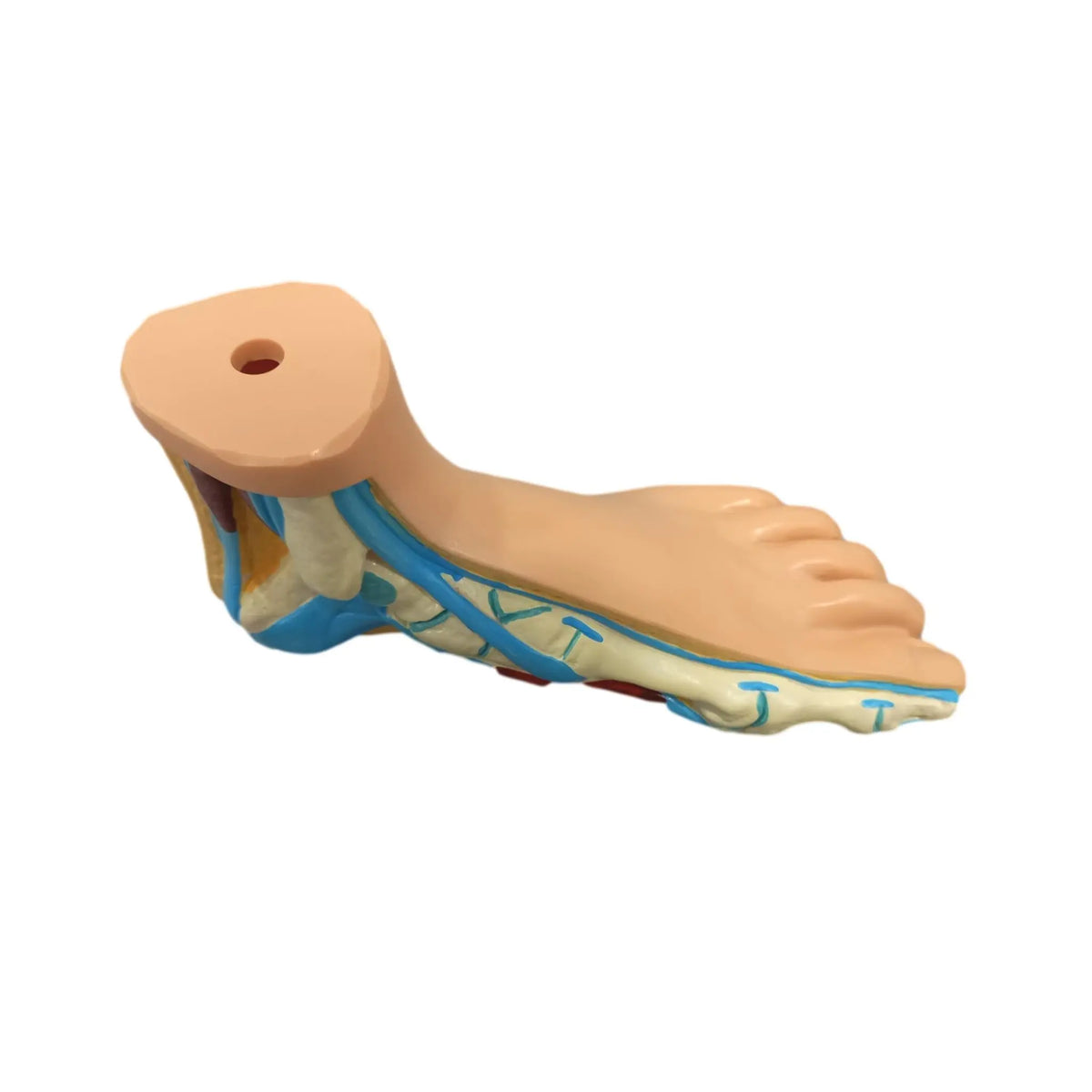 Physiological foot model - Herbitas - My Podiatry