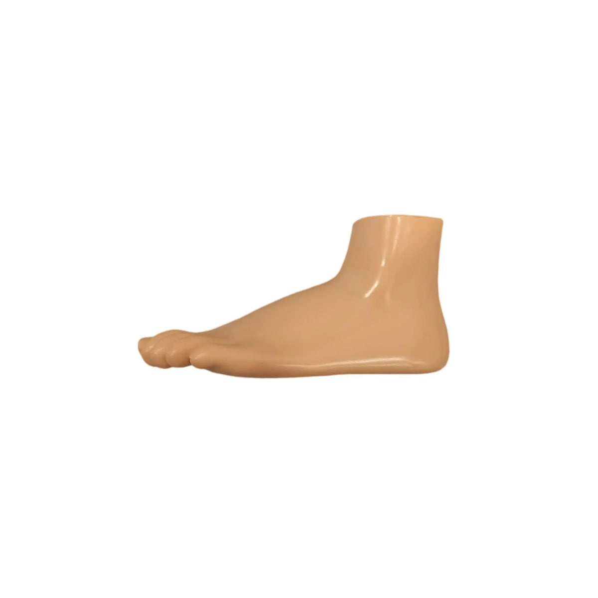 Physiological foot model - Herbitas - My Podiatry
