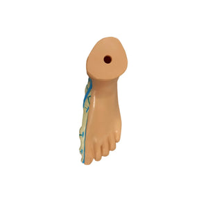 Physiological foot model - Herbitas - My Podiatry