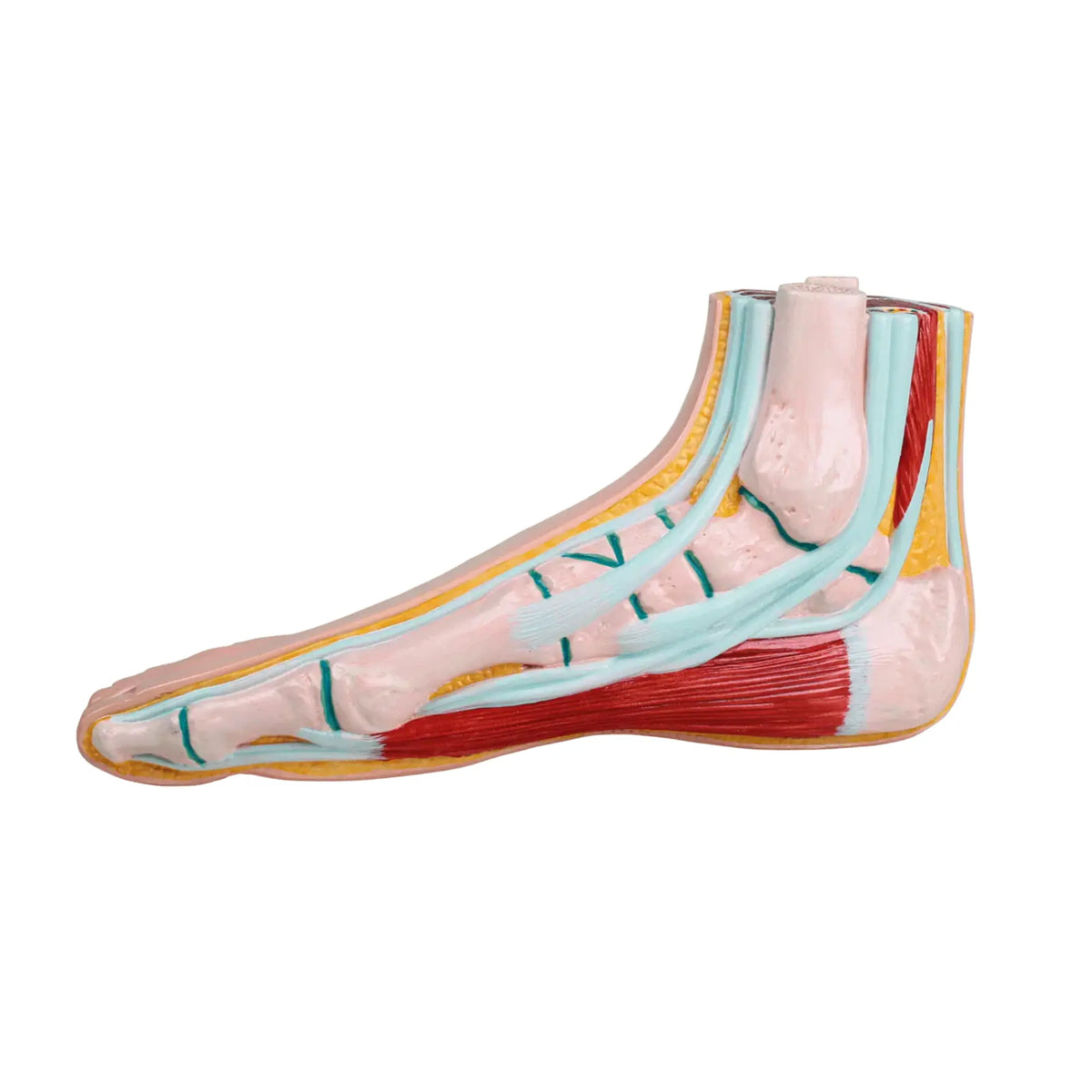 Physiological Foot Model - Ruck Ruck 