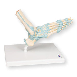 Foot Skeleton Model with Ligaments 3B Scientific 